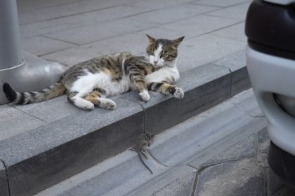 gumushanede-kedi-avladigi-fareyle-oynarken-kameralara-yakalandi