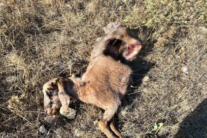 istanbula-bir-gunlugune-is-seyahatine-gitti-dondugune-kecilerini-parcalanmis-halde-buldu