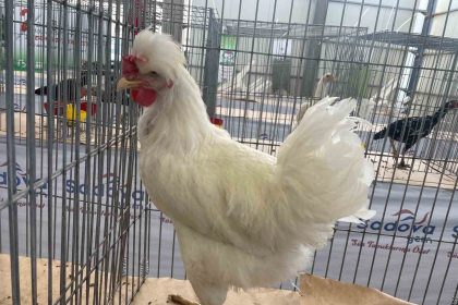 karadenizin-gugullisi-balikesirde-ilgi-odagi-oldu