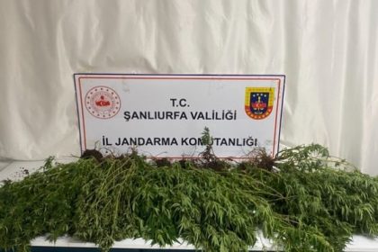 sanliurfada-silah-uyusturucu-ve-196-kok-kenevir-bitkisi-ele-gecirildi