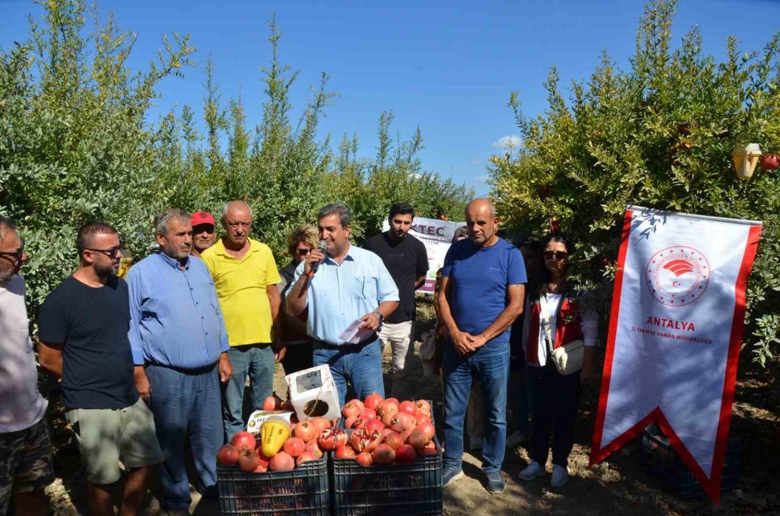 serikte-nar-hasadi-basladi