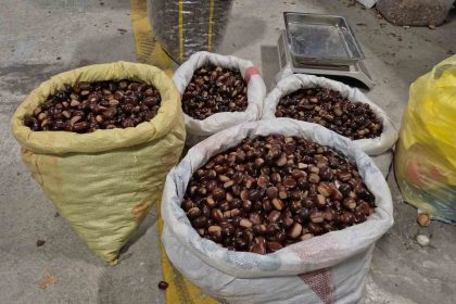 tescilli-lezzet-pazara-indi-duzcenin-cografi-isaretli-kuzu-kestanesi-tezgahlardaki-yerini-aldi