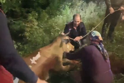 artvinde-ucuruma-dusen-inek-itfaiye-ekiplerinin-zorlu-operasyonuyla-kurtarildi