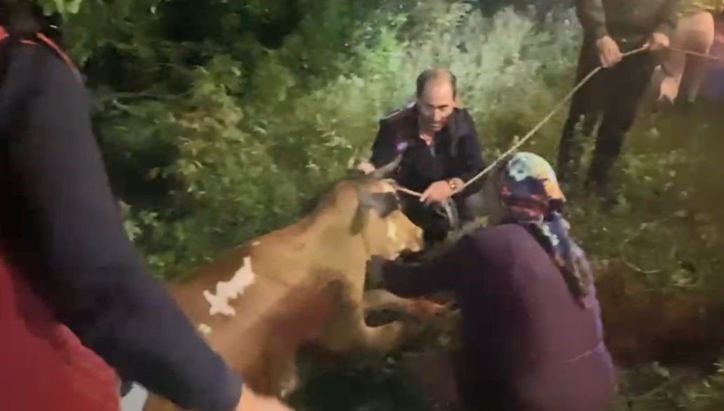 artvinde-ucuruma-dusen-inek-itfaiye-ekiplerinin-zorlu-operasyonuyla-kurtarildi