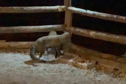 bahcesine-giren-tilkileri-elleriyle-besliyor