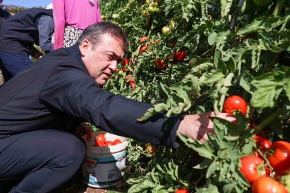 bilecikte-14-bin-400-dekar-alanda-sofralik-2-bin-608-dekar-alanda-salcalik-domates-uretimi-yapiliyor