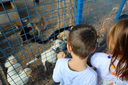 bodrum-belediyesi-sokaklardaki-dostlarinin-yaninda