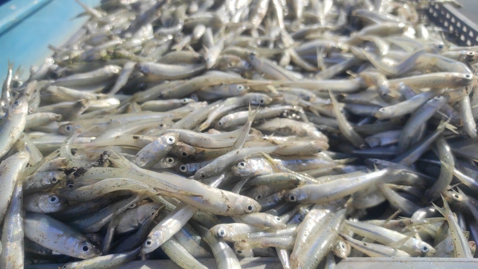 bozkirin-ortasindaki-cekerekten-avrupaya-balik-ihracati