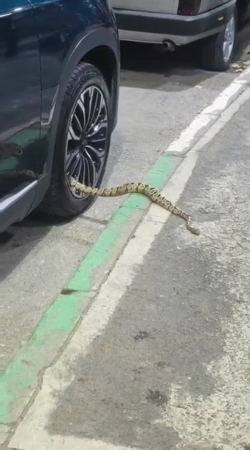 bursada-otomobilin-jantindan-yilan-cikti