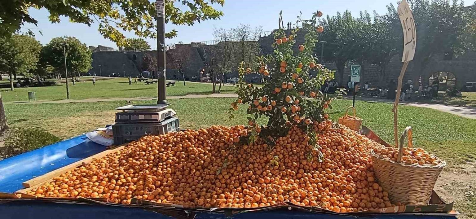 faydalari-saymakla-bitmiyor-alic-meyvesi-tezgahlardaki-yerini-aldi