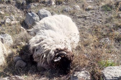 giresunda-ayi-ve-kurtlar-koyun-koyunlarina-saldirdi-5-koyun-telef-18i-kayip