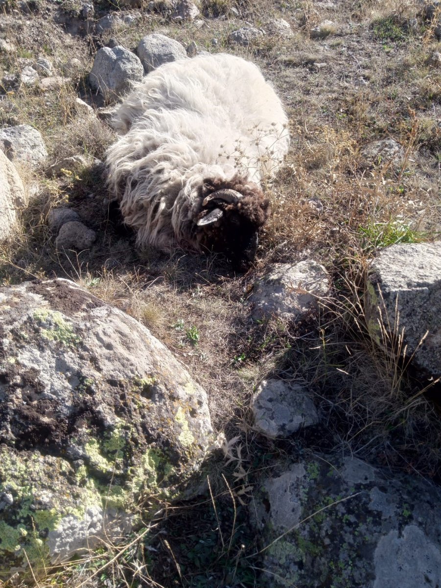 giresunda-ayi-ve-kurtlar-koyun-koyunlarina-saldirdi-5-koyun-telef-18i-kayip