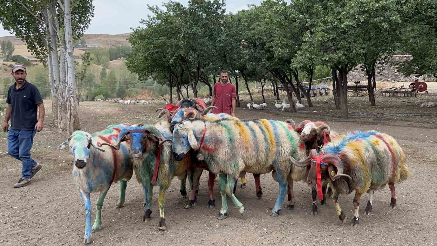 karsta-asirlik-koc-katim-gelenegi-renkli-goruntulere-sahne-oldu