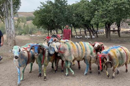 karsta-asirlik-koc-katim-gelenegi-renkli-goruntulere-sahne-oldu