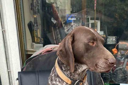 kurzuar-cinsi-av-kopegi-kayboldu