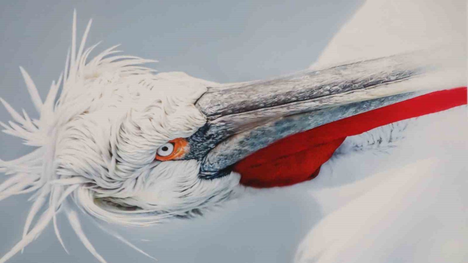 malatyada-kuslarin-dunyasi-sergisi-yogun-ilgi-gordu