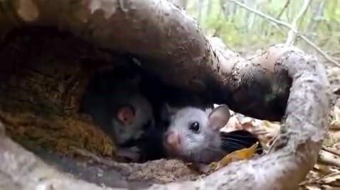 yenice-ormanlarinda-yediuyur-yavrulari-goruldu