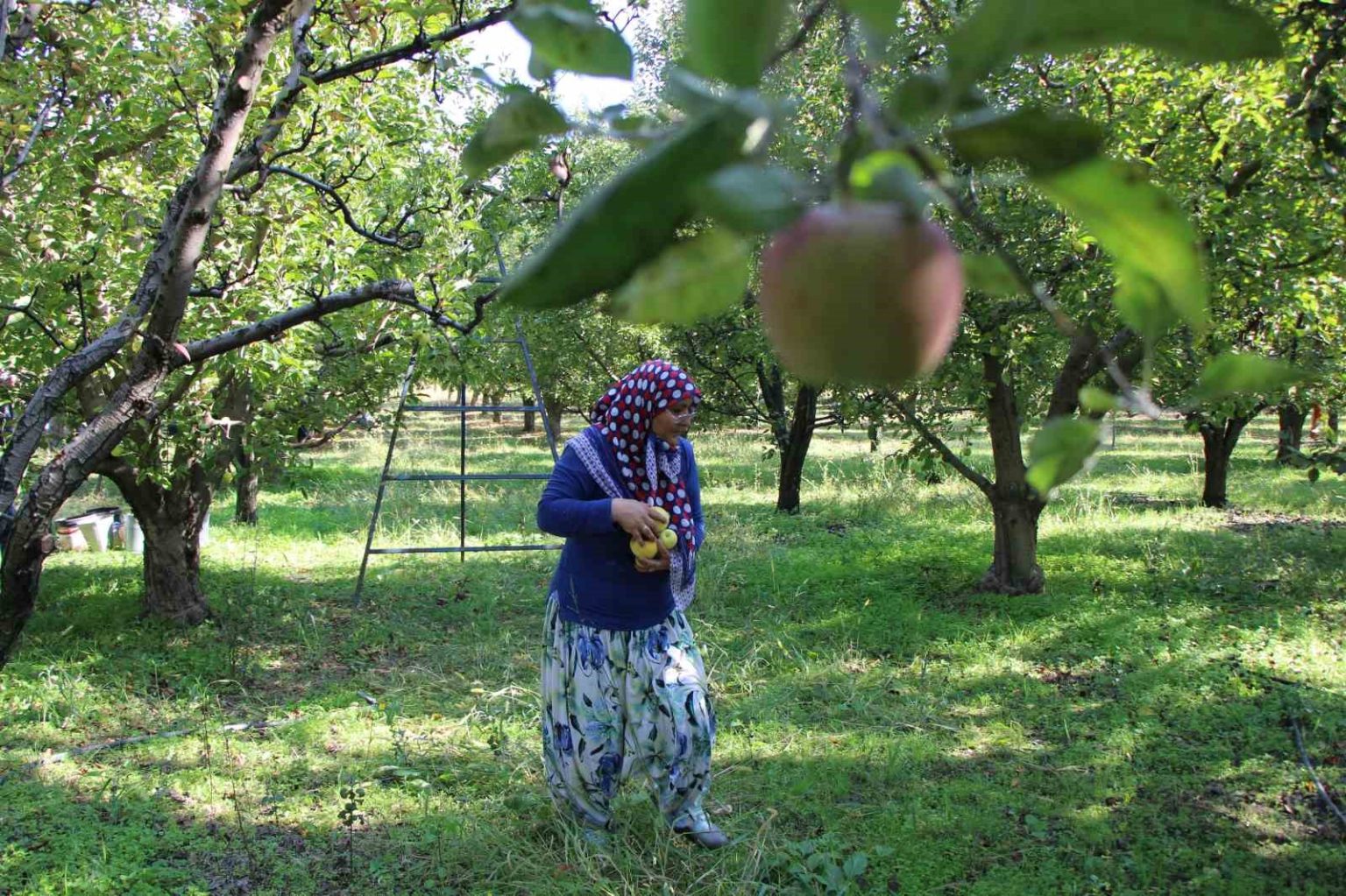 zirai-donun-vurdugu-amasya-misket-elmasinda-bu-yil-hasat-yok