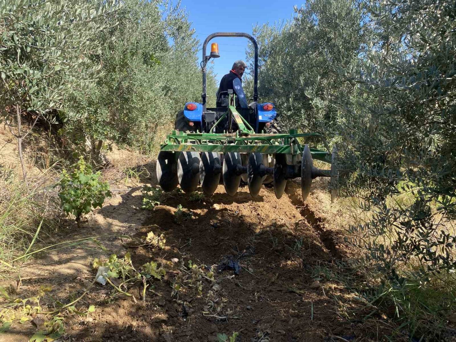 alasehirde-ciftcilerin-yagmur-sevinci