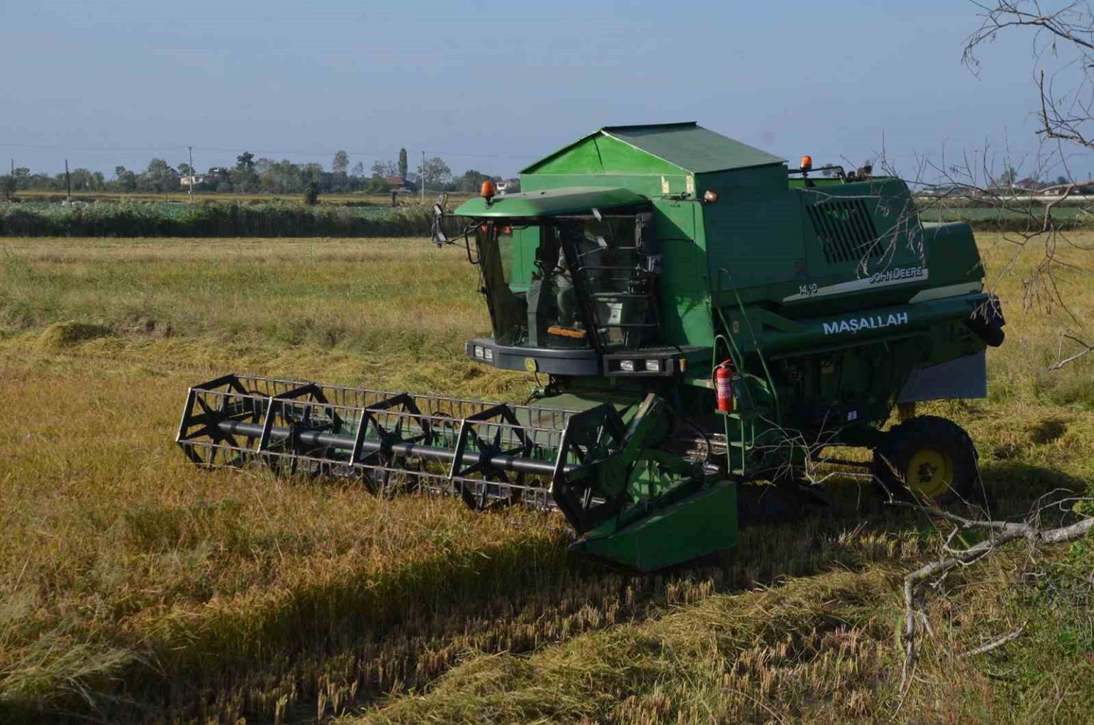 bafra-ovasinda-celtik-hasadi-yuzleri-gulduruyor