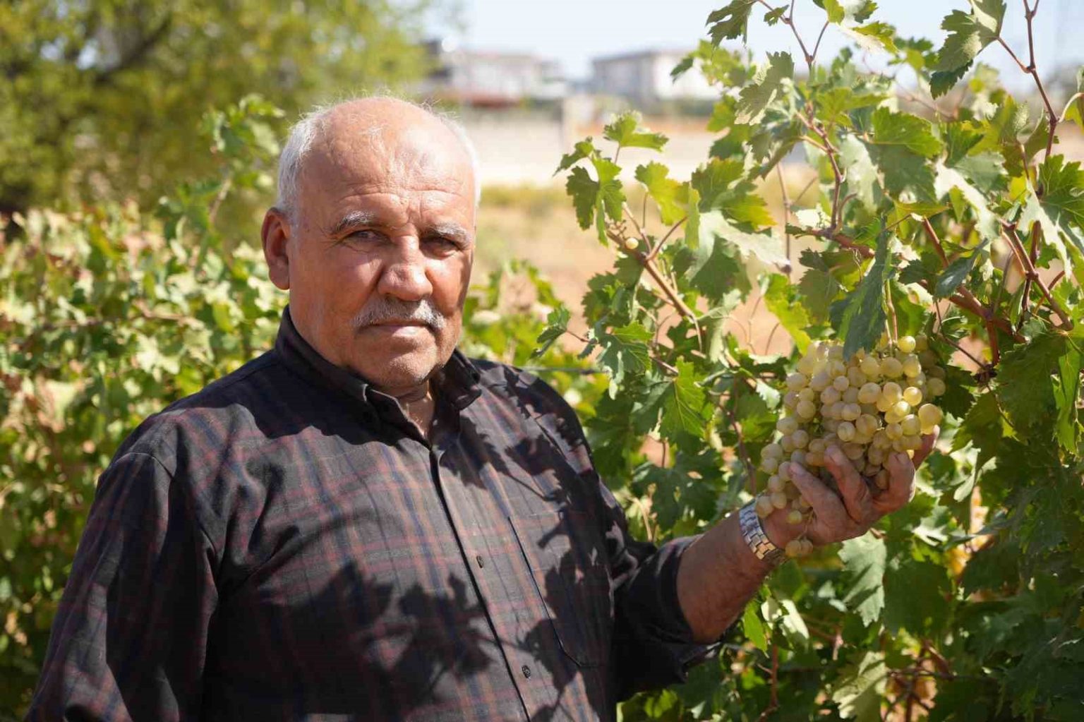 fistik-sehrine-kurdugu-uzum-bagi-ureticilere-ornek-oldu