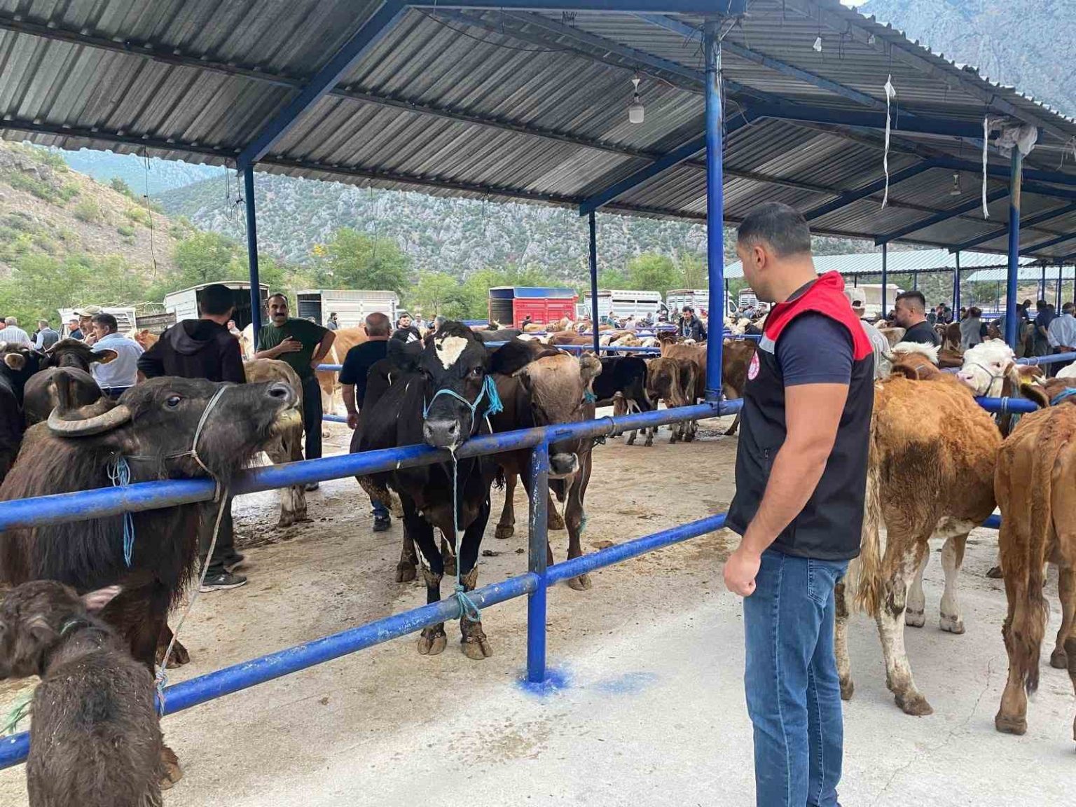 hayvan-pazari-sap-hastaligi-nedeniyle-kapatildi