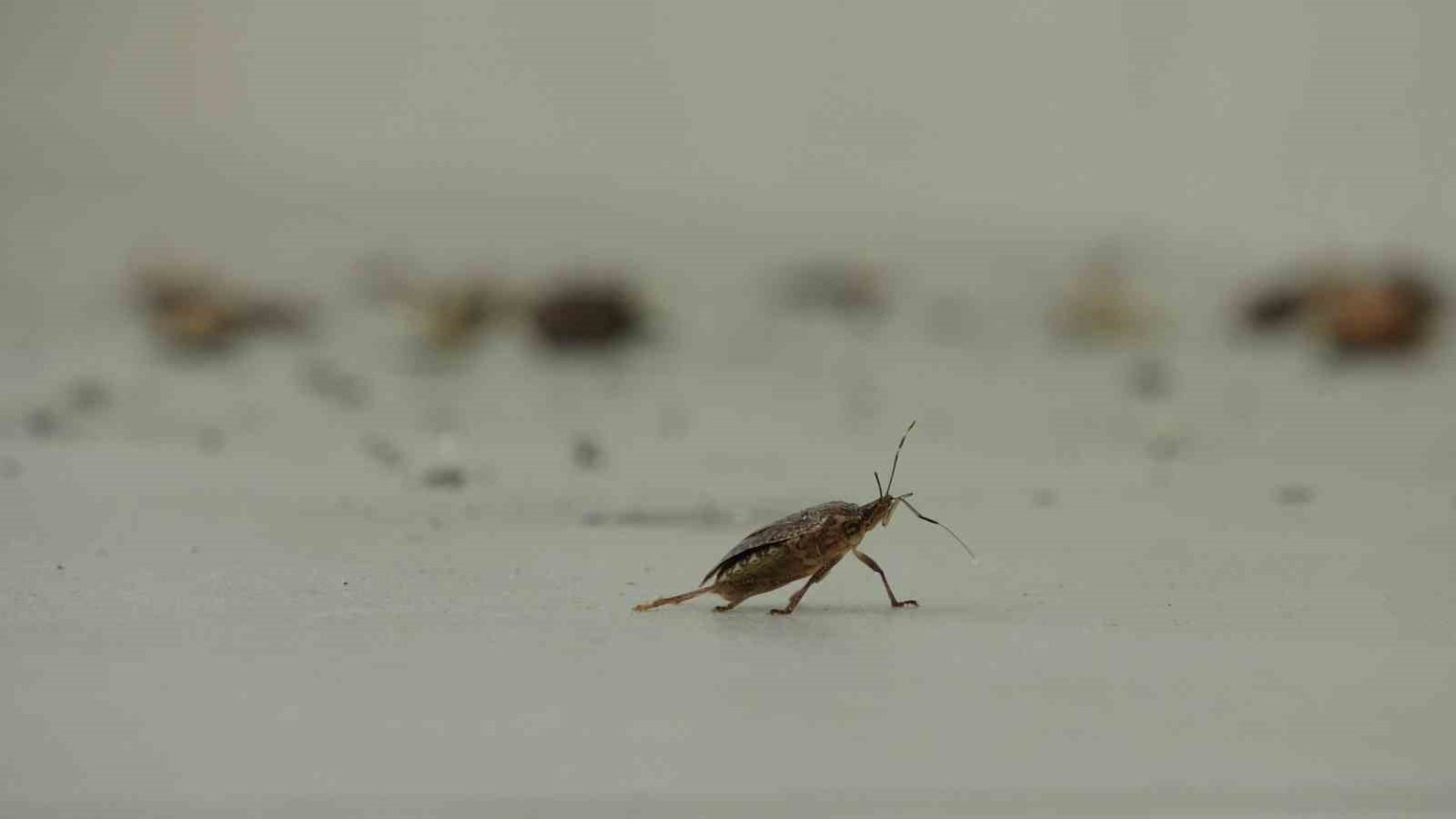 kahverengi-kokarca-istilasi-vatandaslari-tedirgin-ediyor