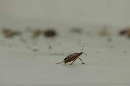 kahverengi-kokarca-istilasi-vatandaslari-tedirgin-ediyor