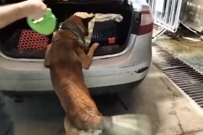kedi-tasima-cantasinda-2-kilo-uyusturucu-ele-gecirildi