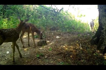 kizil-geyikler-annelerinin-izinde