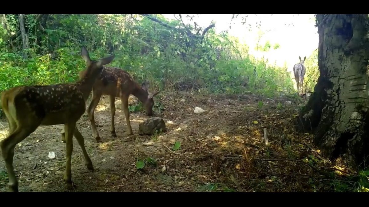 kizil-geyikler-annelerinin-izinde