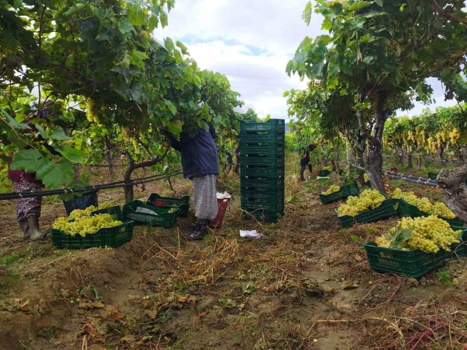 manisada-uzum-hasadi-yagmur-ve-camura-ragmen-devam-ediyor