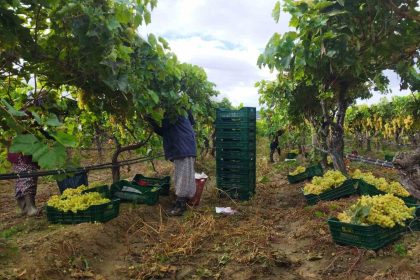 manisada-uzum-hasadi-yagmur-ve-camura-ragmen-devam-ediyor