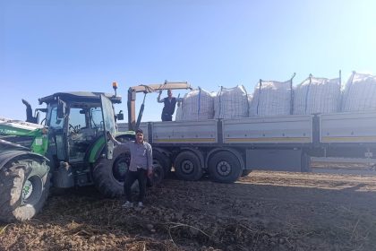 patnosta-patates-hasadi-basladi