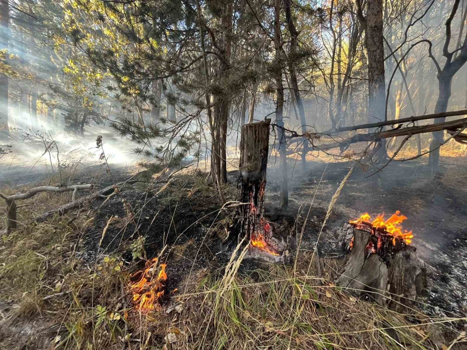 sarikamista-orman-yangini-2-hektar-alan-zarar-gordu