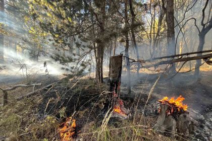 sarikamista-orman-yangini-2-hektar-alan-zarar-gordu