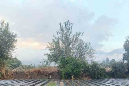 sultanhisarda-saganak-cilek-tarlalarini-vurdu