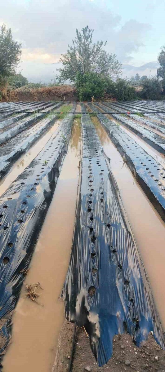 sultanhisarda-saganak-cilek-tarlalarini-vurdu