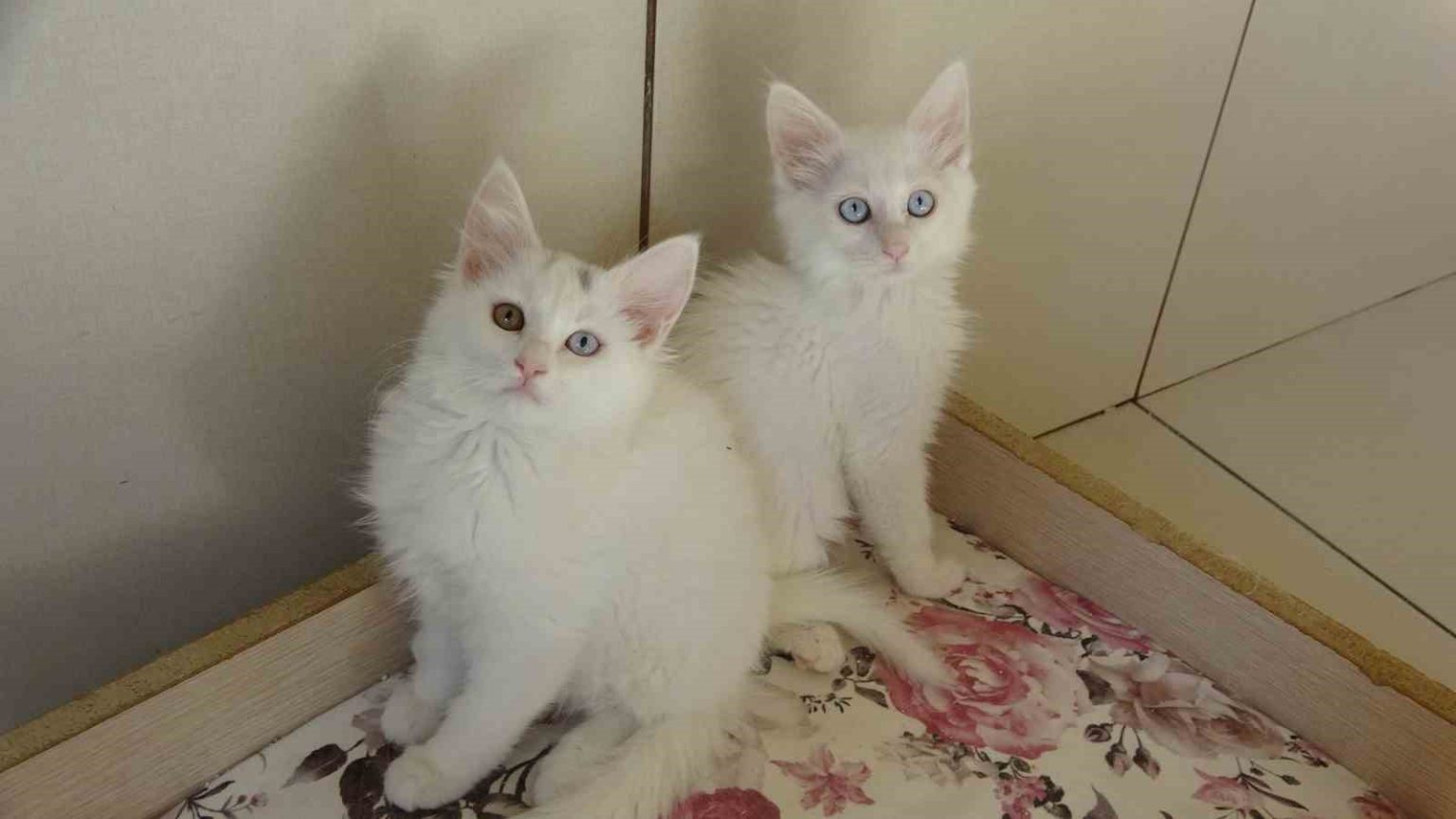 van-kedileri-icin-kirmizi-alarm-kaldirildi