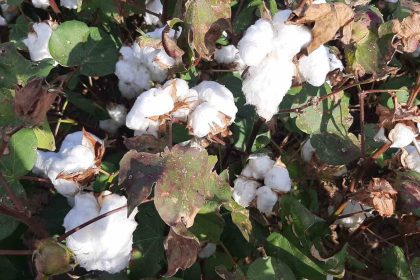 yagislarin-pamuk-alanlarindaki-etkisi-yerinde-incelendi