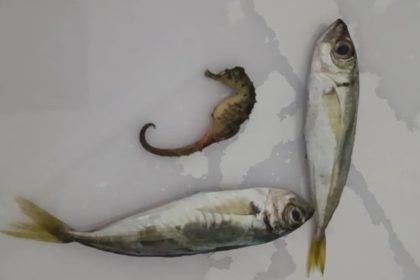 yuksekovada-ilginc-olay-baliklarin-arasindan-denizati-cikti