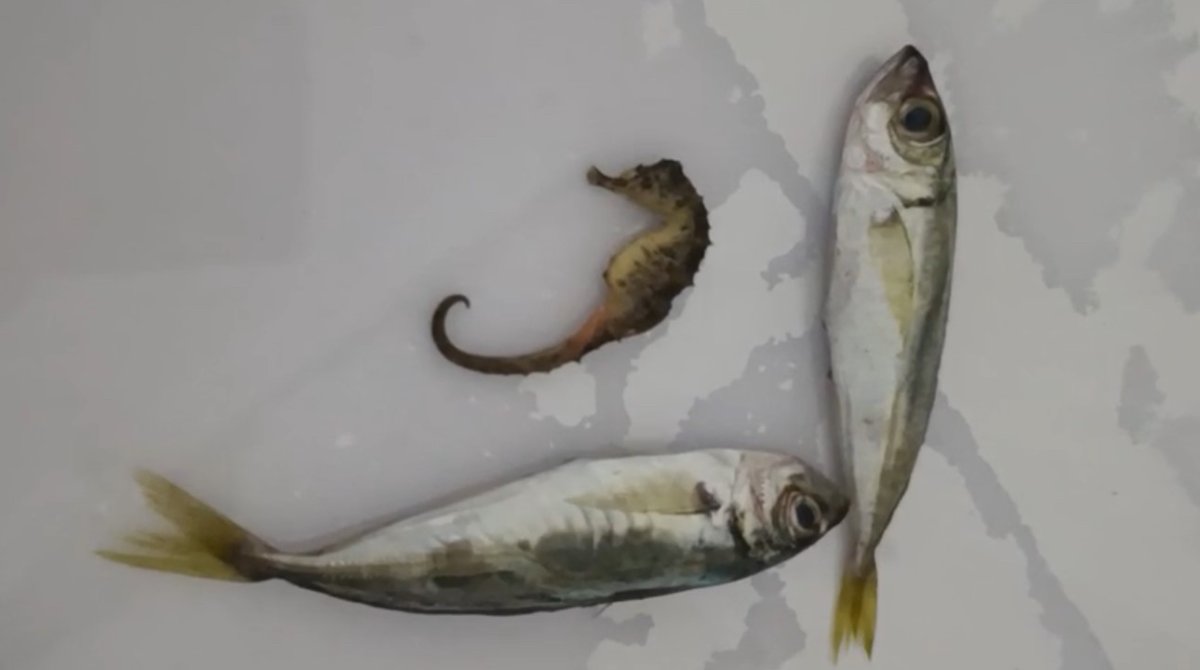 yuksekovada-ilginc-olay-baliklarin-arasindan-denizati-cikti