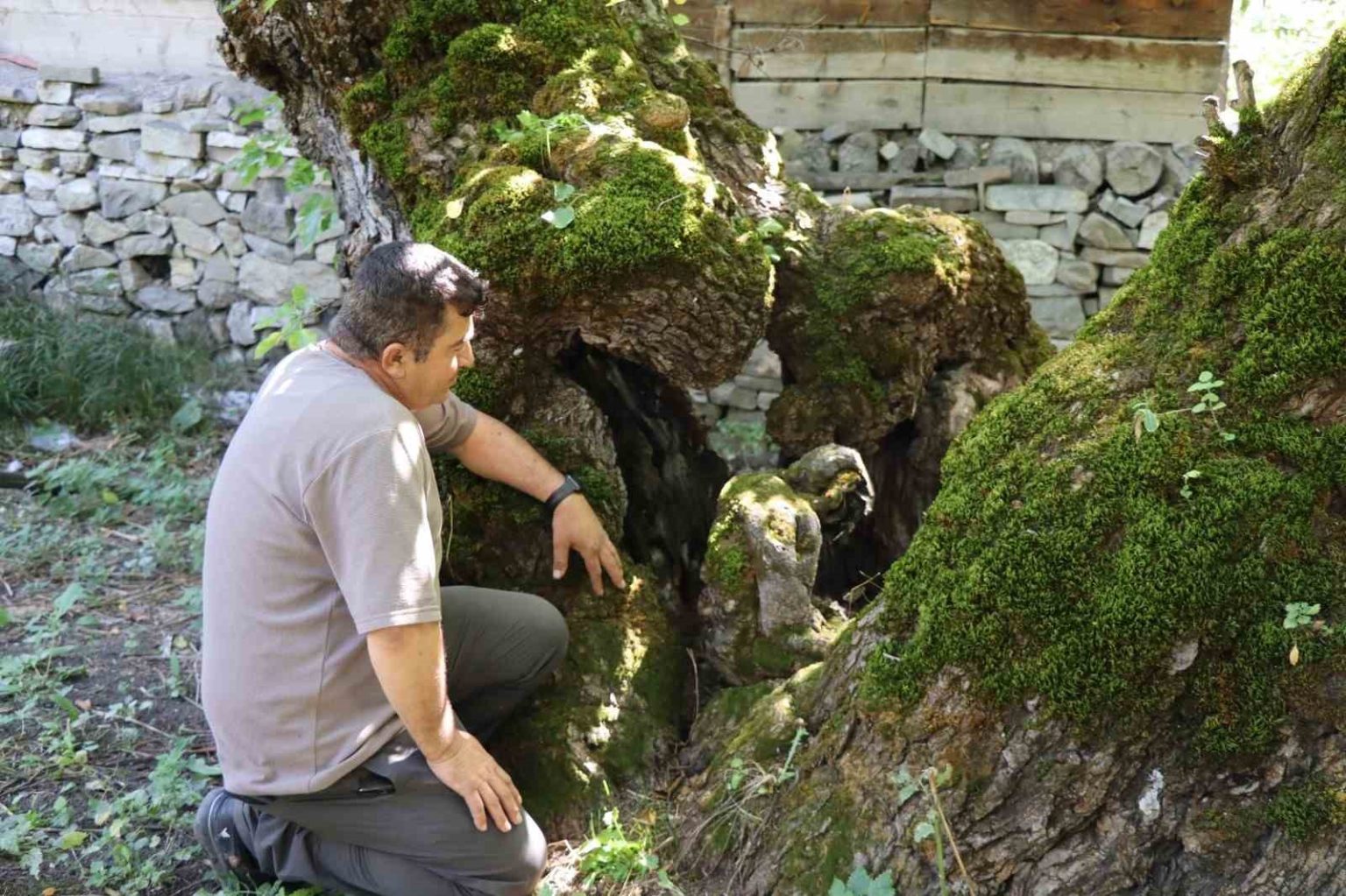 300-yillik-dut-agacinda-dikkat-ceken-detay