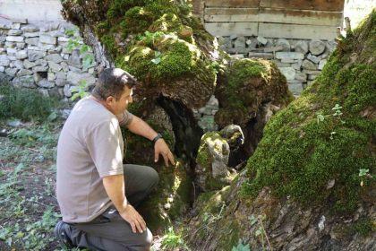 300-yillik-dut-agacinda-dikkat-ceken-detay