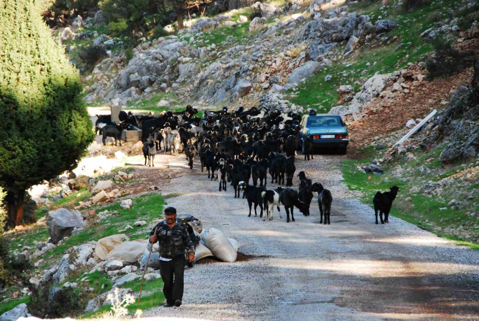 antalyada-yoruklerin-4-aydir-kaldiklari-yaylalardan-donusleri-basladi