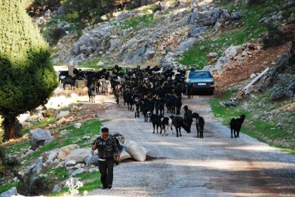 antalyada-yoruklerin-4-aydir-kaldiklari-yaylalardan-donusleri-basladi