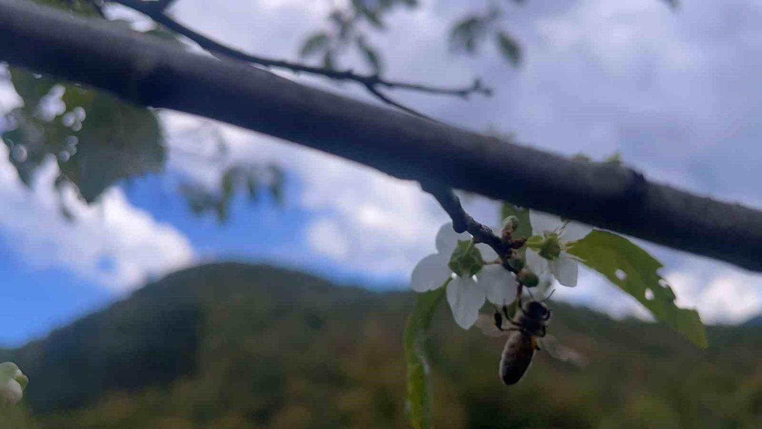 bartinda-agaclar-bir-yilda-ikinci-kez-cicek-acti