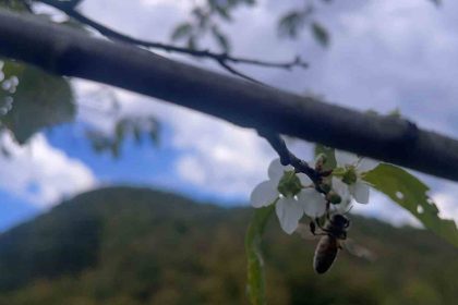 bartinda-agaclar-bir-yilda-ikinci-kez-cicek-acti