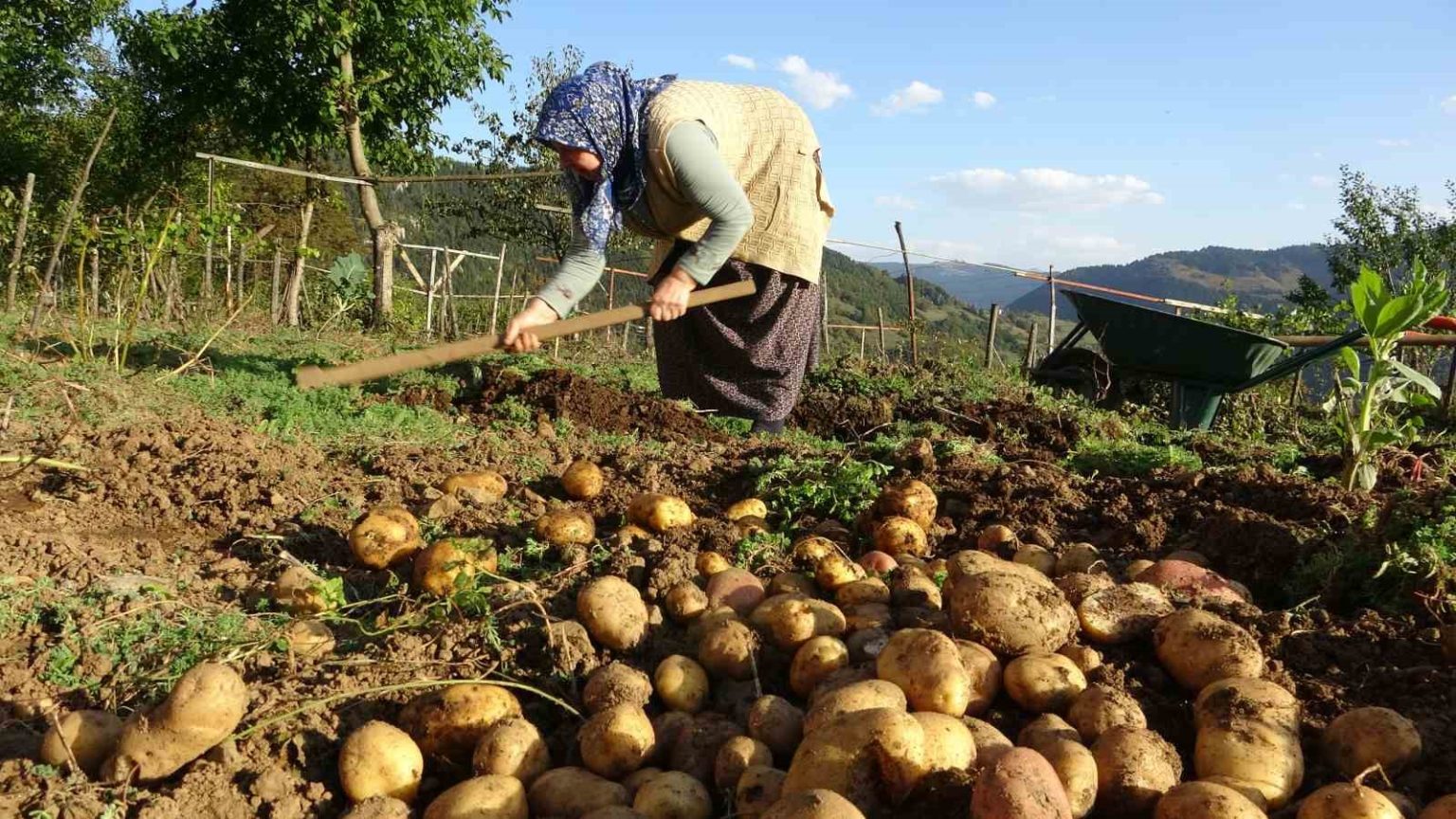giresun-yaylalarinda-patates-hasadi-basladi