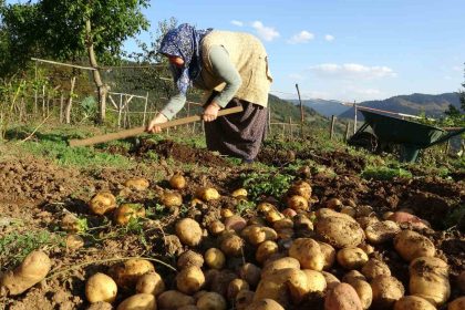 giresun-yaylalarinda-patates-hasadi-basladi